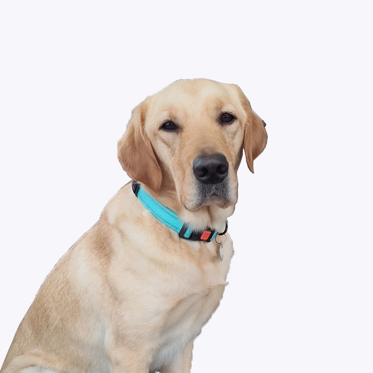 Skeeter, a yellow Labrador Retriever